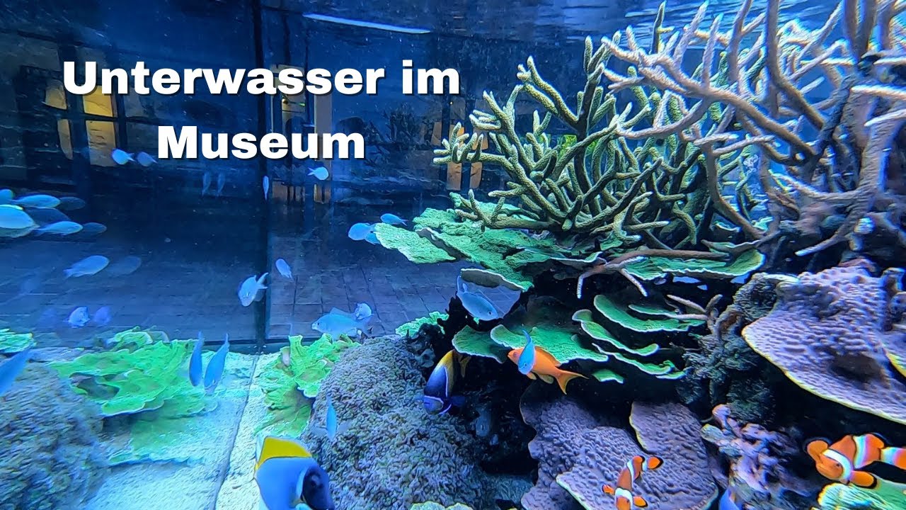 2025 WS - Korallenriff im Fossilienmuseum