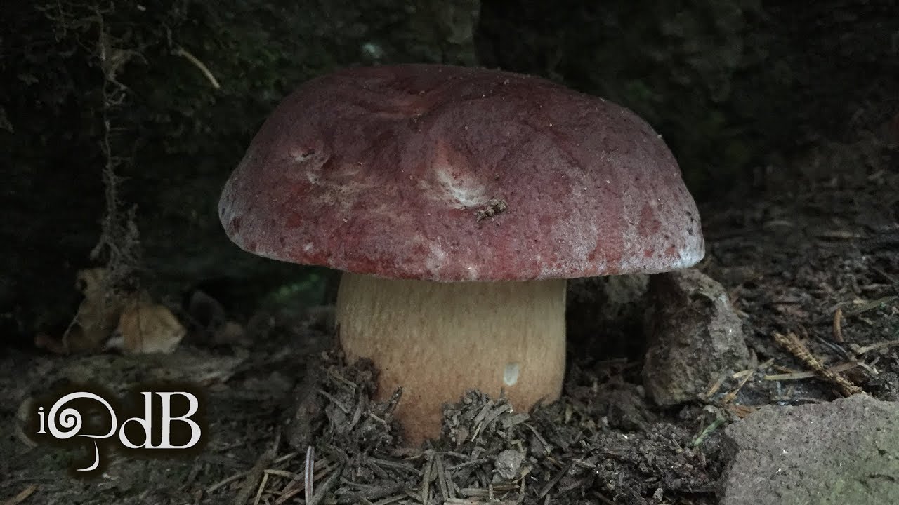 Porcini Edo 21 Agosto 2019