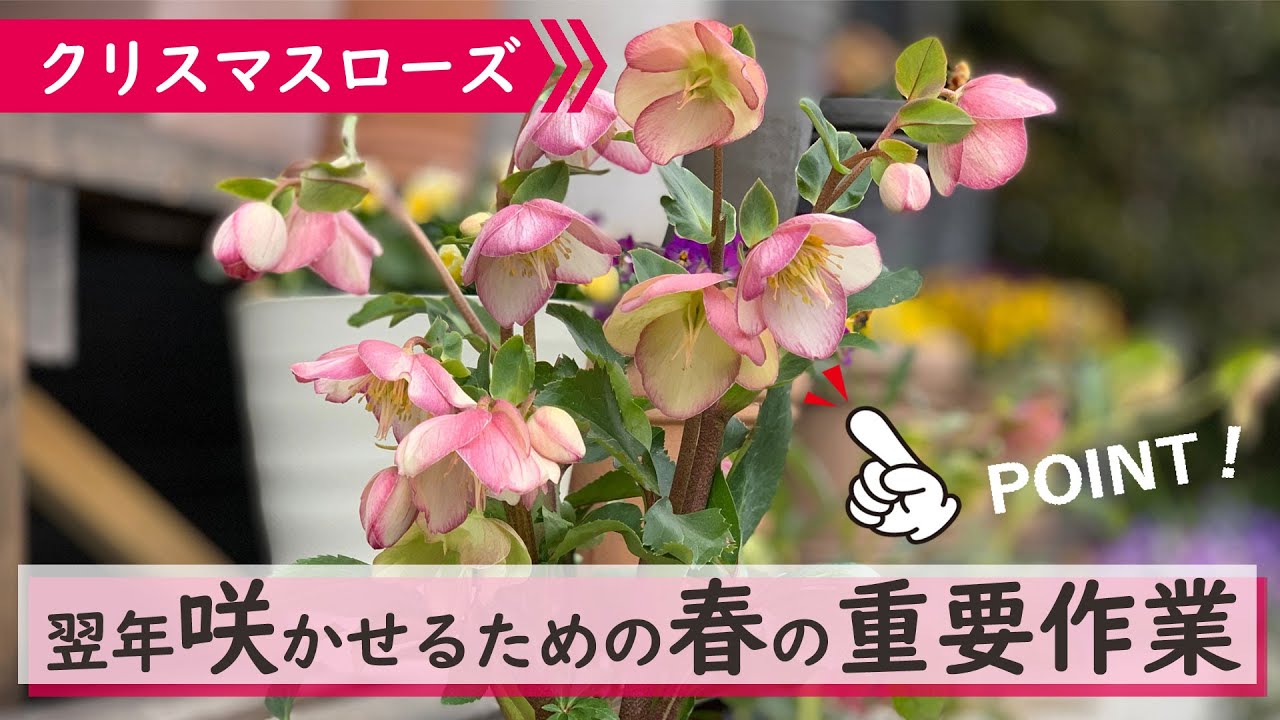 【この手間が重要です！】クリスマスローズ、実は一番重要なこの時期に『やる』と『やらない』で翌年の開花に大きく差が出る作業を5つお話します！＆わかりやすく作業を実演します♪