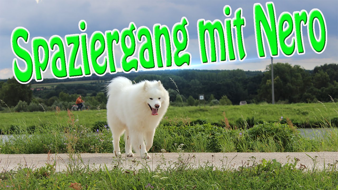 Ein Spaziergang mit Nero