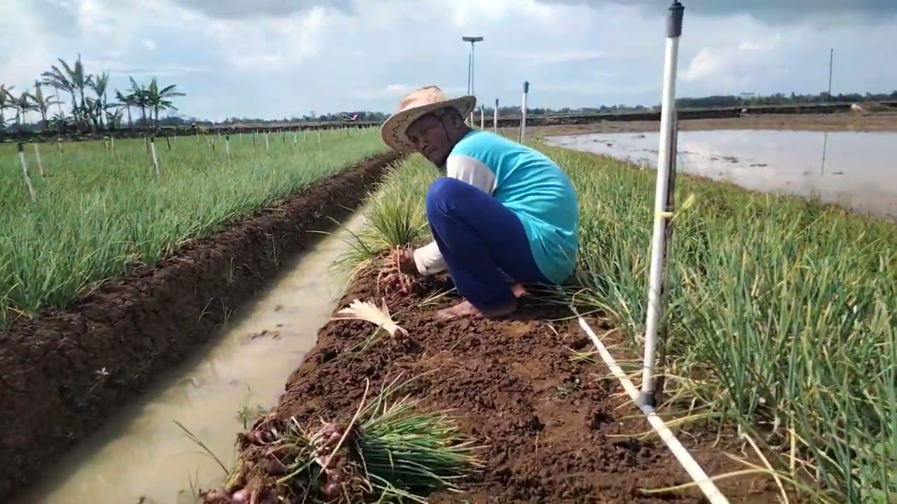 PANEN BRAMBANG KT MUGI LESTARI DESA JEPARA WETAN