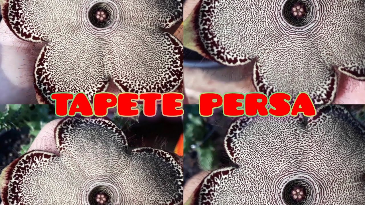 Tapete persa: Como eu cultivo!(edithcolea Grandis)