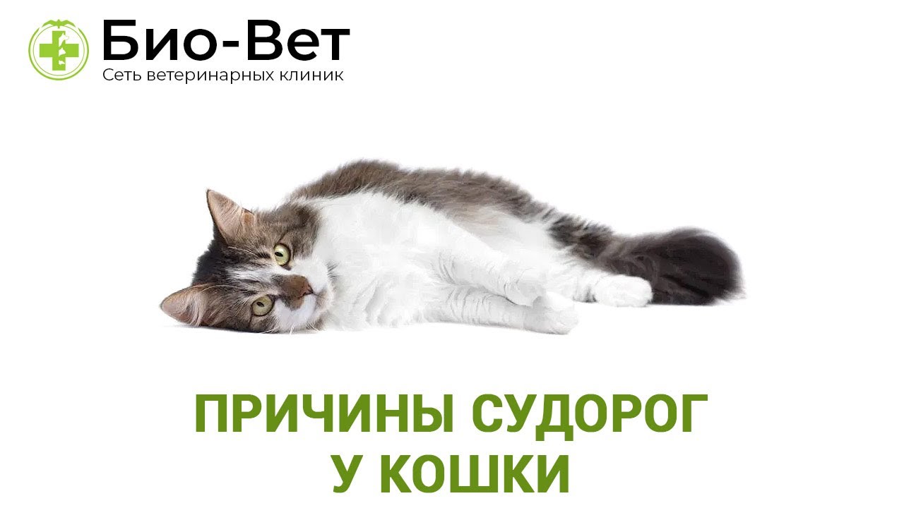 Судороги у Кошки или Кота // Причины, Лечение и Что Делать // Сеть Ветклиник БИО-ВЕТ