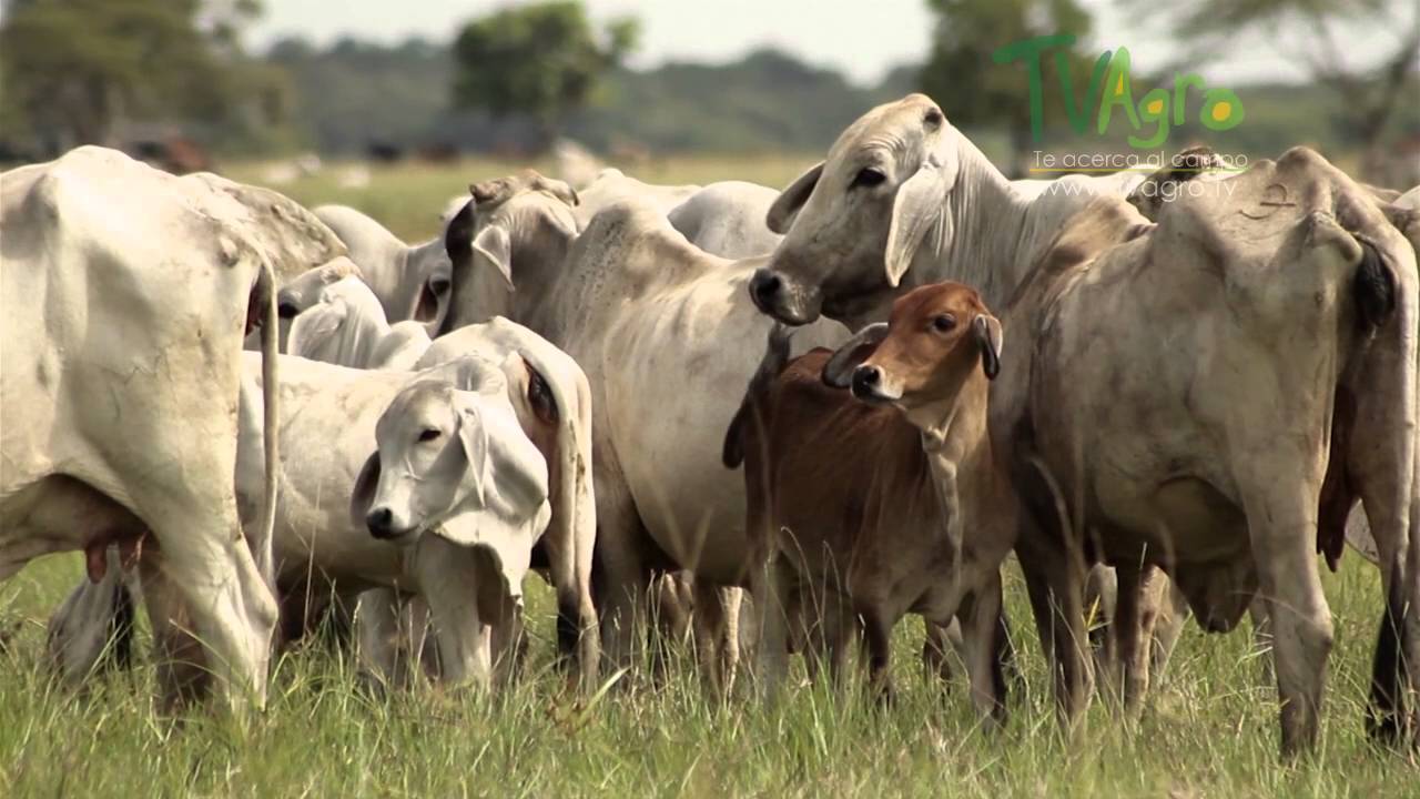El destete en Bovinos - TvAgro por Juan Gonzalo Angel
