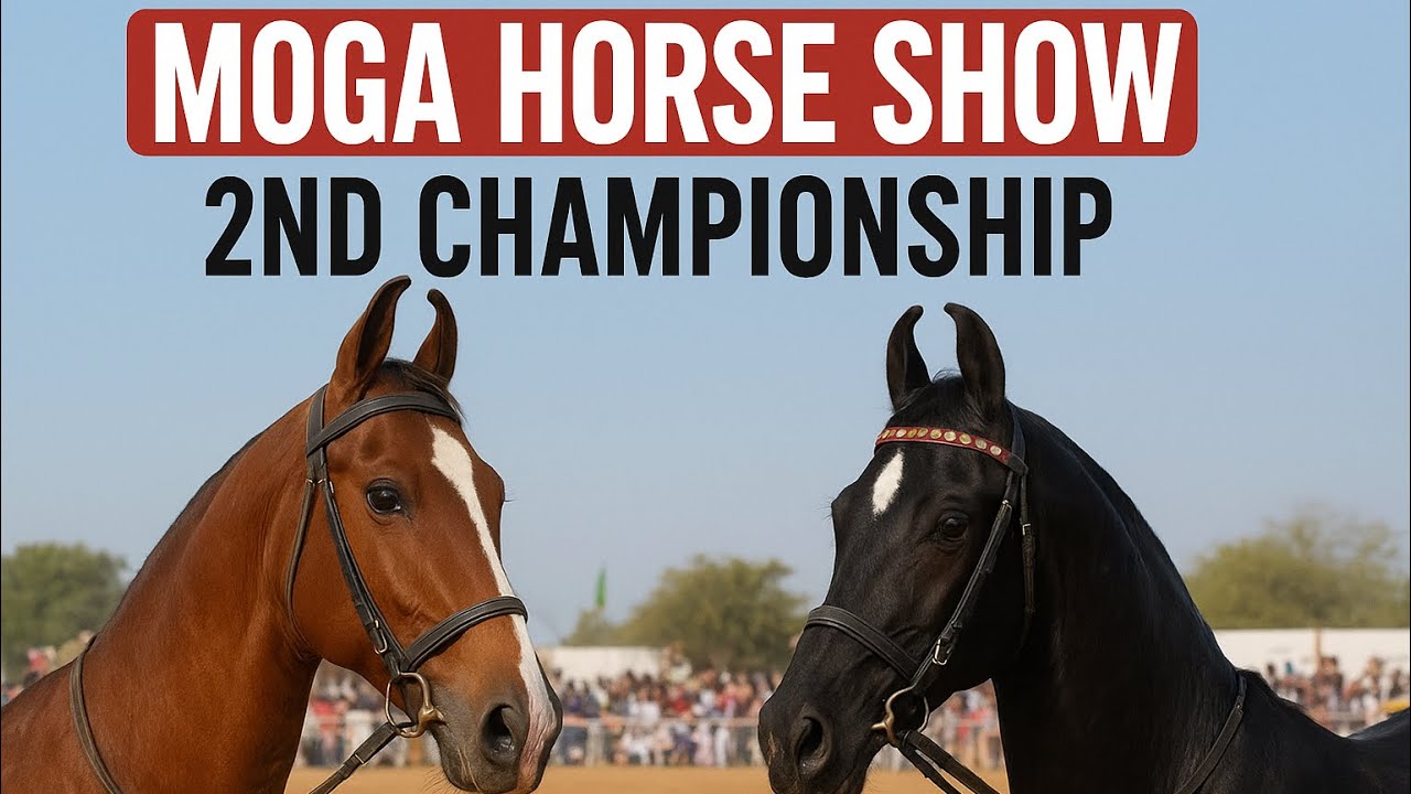 I am back! Moga Horse show 2025 full vlog || Show te peya pura pecha