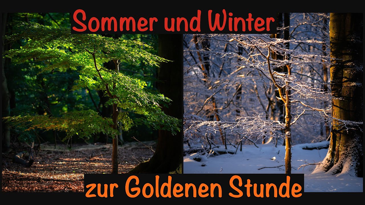 📷 Ein Baum im Wandel: –12°C und ein traumhafter Sonnenaufgang im Schnee ❄️ ☀️