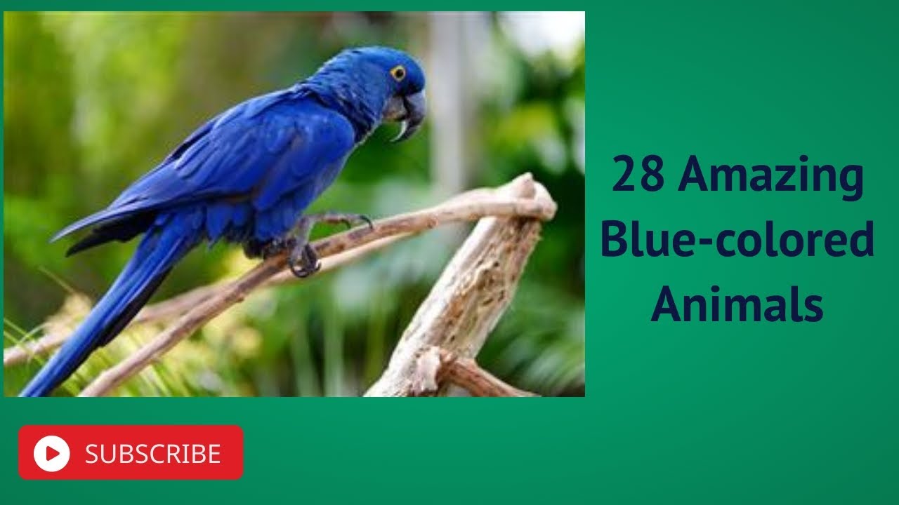 28 Amazing Blue colored Animals1