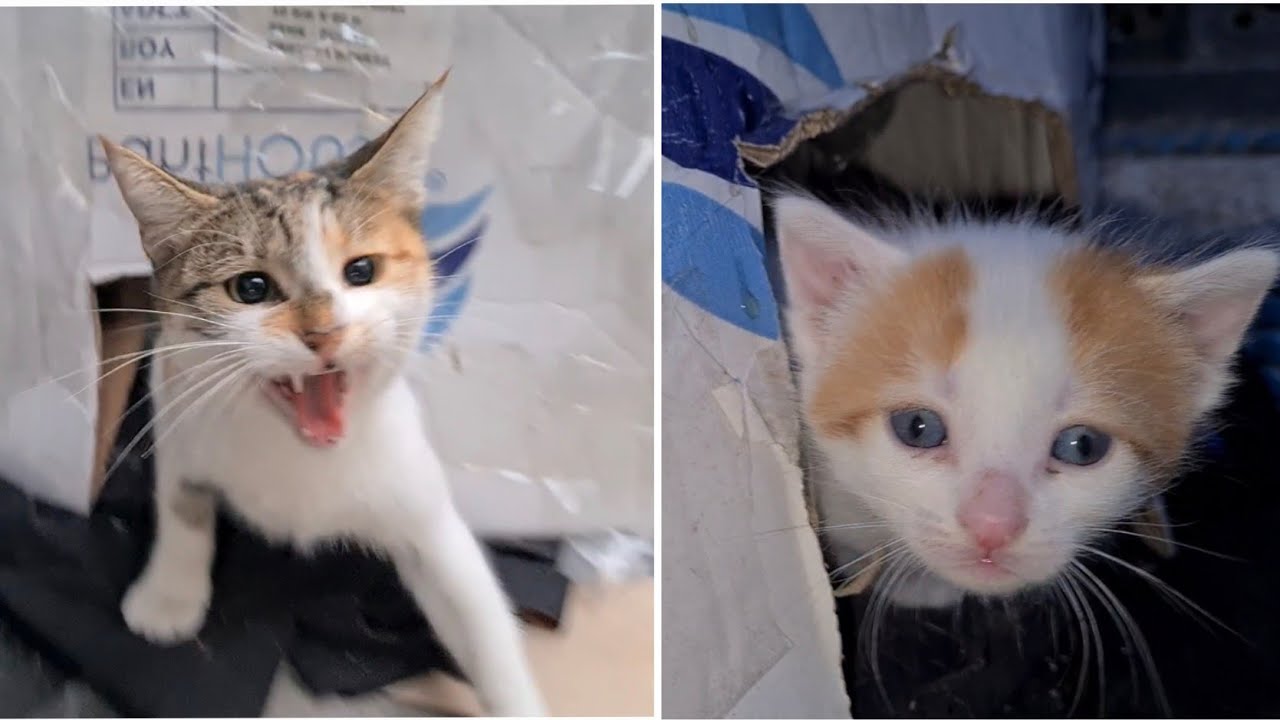 The Mother cat thought I would harm the Kittens and attacked me to protect them.