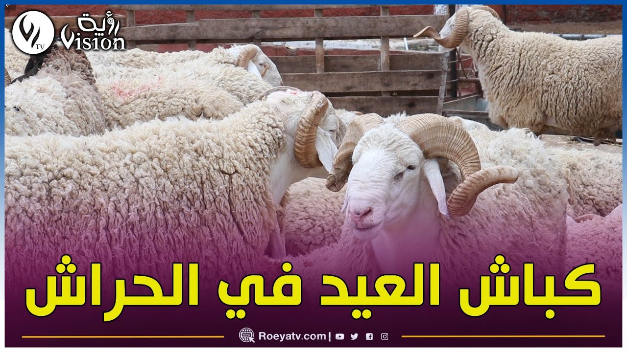 كباش العيد في أسواق الحراش بالعاصمة.. إجماع على الغلاء 🔥😱🐏