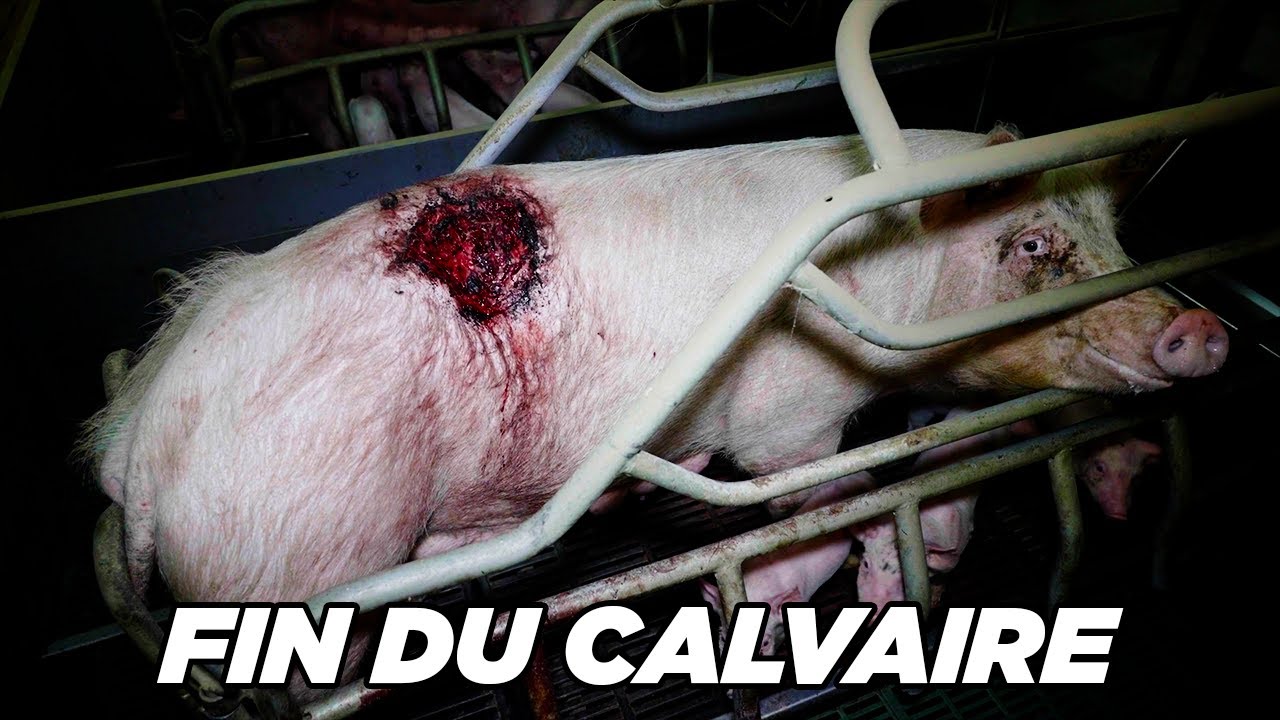 On a fait fermer un &eacute;levage de cochons !