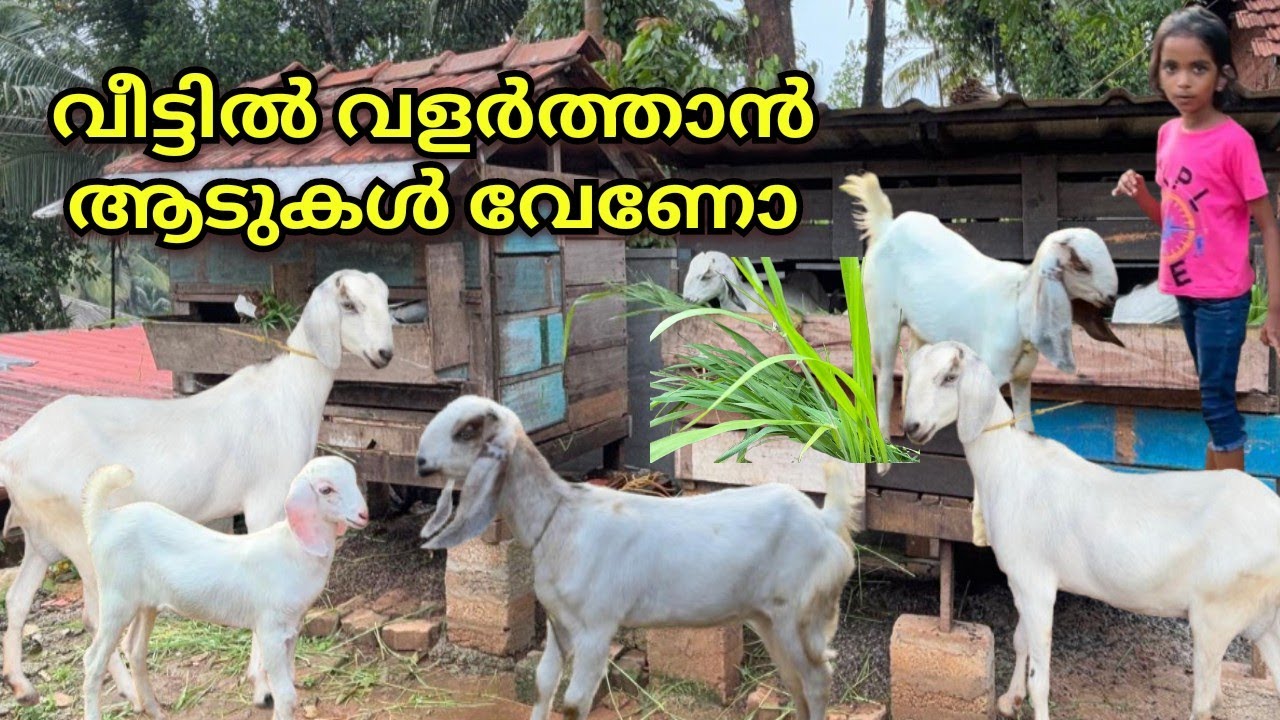 വീട്ടിൽ വളർത്തുന്ന ആടുകൾ, നല്ല ആടുകളെ നിങ്ങൾക്ക് വേണോ