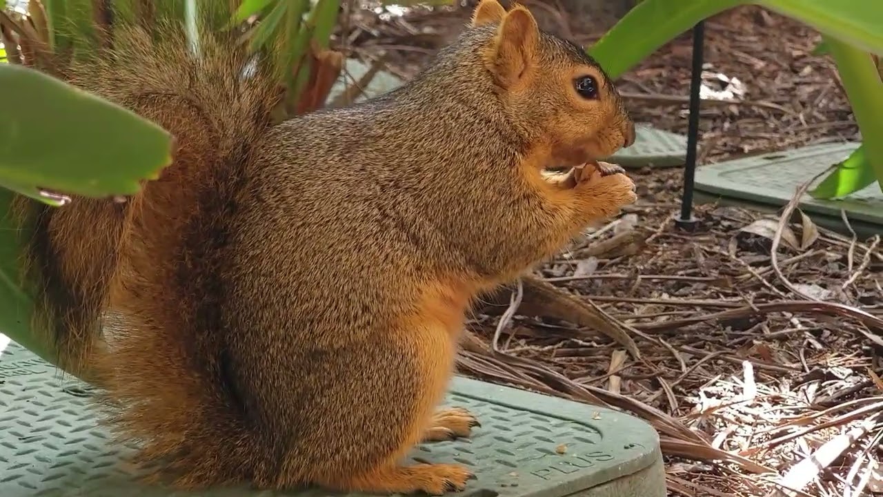 Knock Knowk! Let me come in #california #Fun#trending #squirrel
