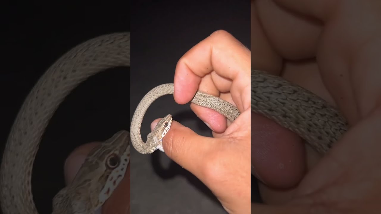 عدد كبير من الأفاعي في مكان واحد 😨