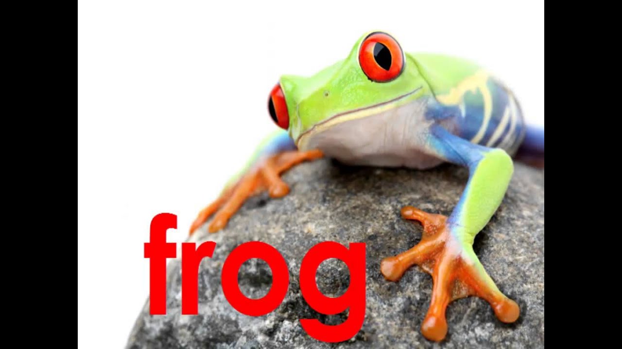 Old MacDonald has a Frog