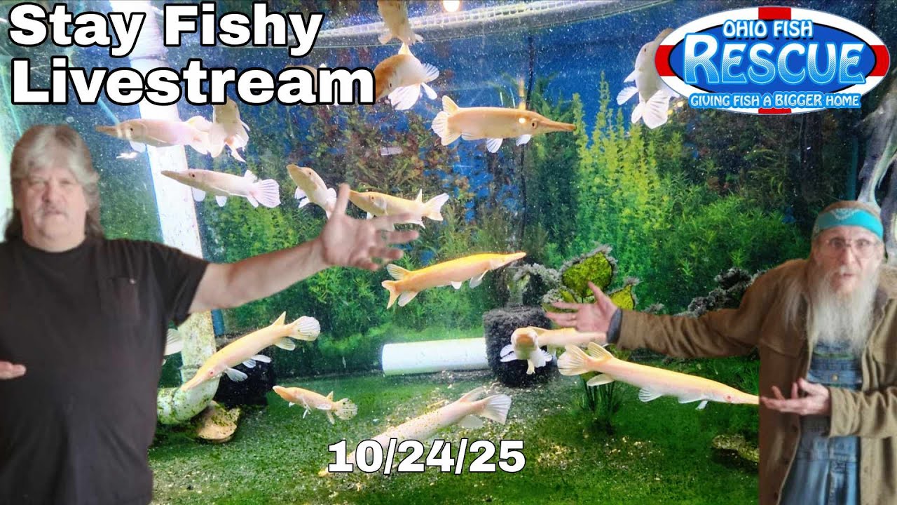 Stay Fishy Friday livestream  10/24/25