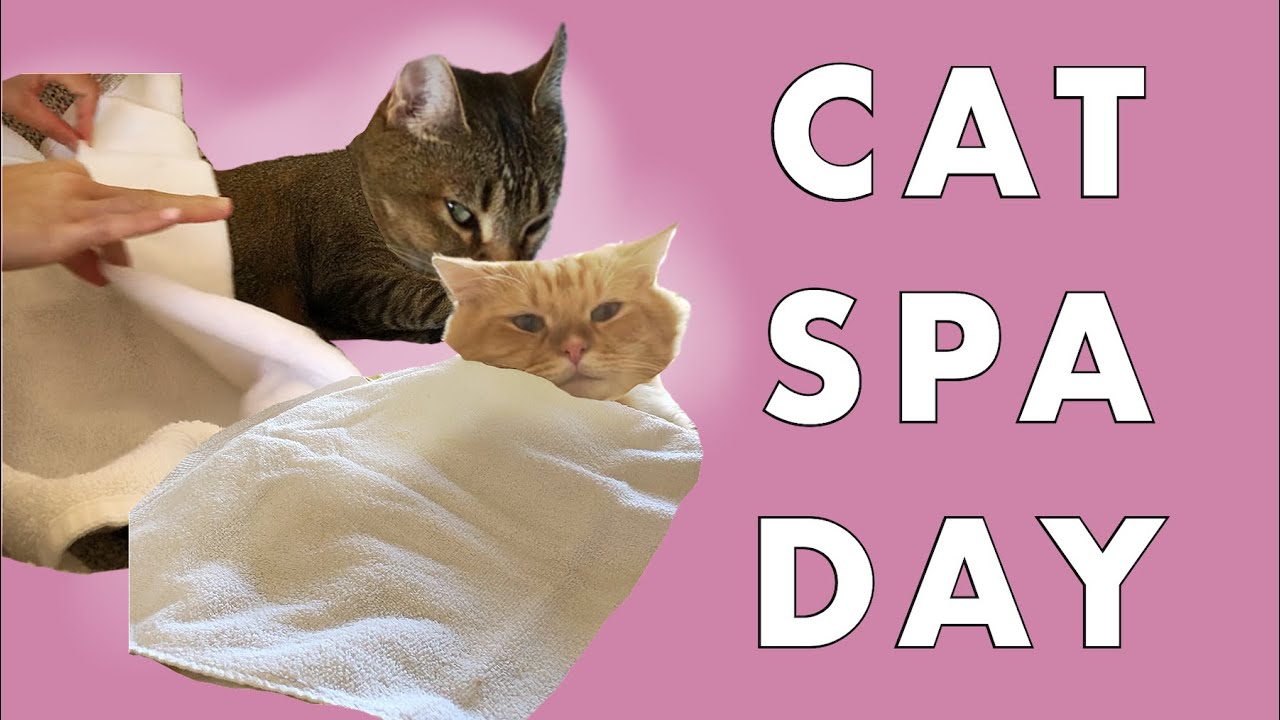 CAT SPA DAY | INDOOR CAT GUIDE