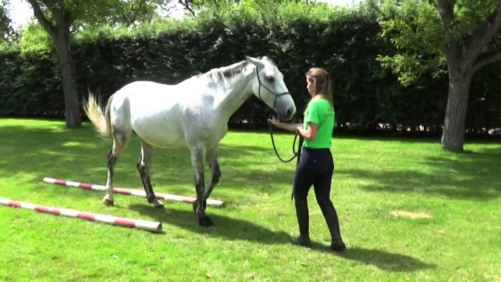 Galop 3 Faire reculer son cheval droit