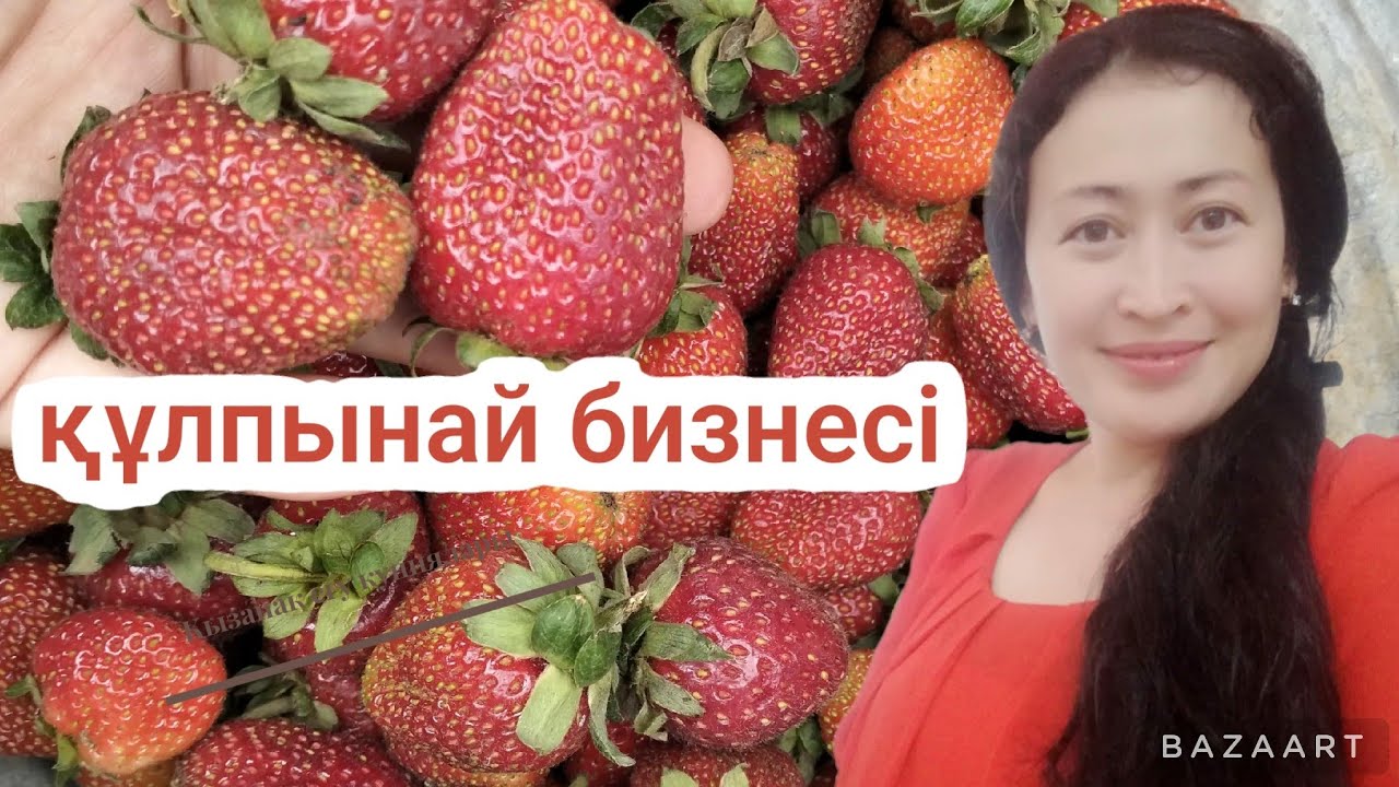 Клубника бизнес ретинде Калай бастау керек?