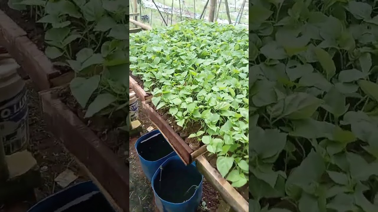 segera tanam 