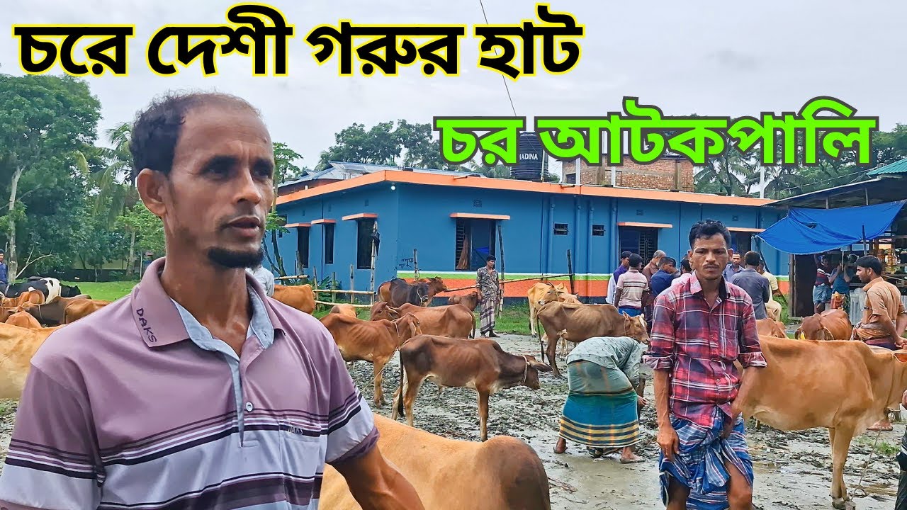 চরের হাটে ৩০ হাজারে দেশী গরু ।। চর আটকপালি ।। নোয়াখালী ।। গরুর হাট ।। EP 03