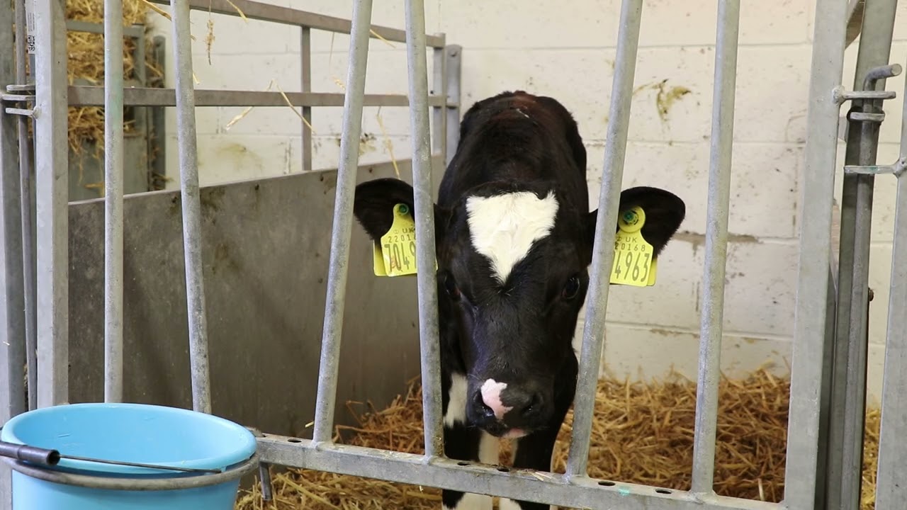 Calf Bloat Final 3
