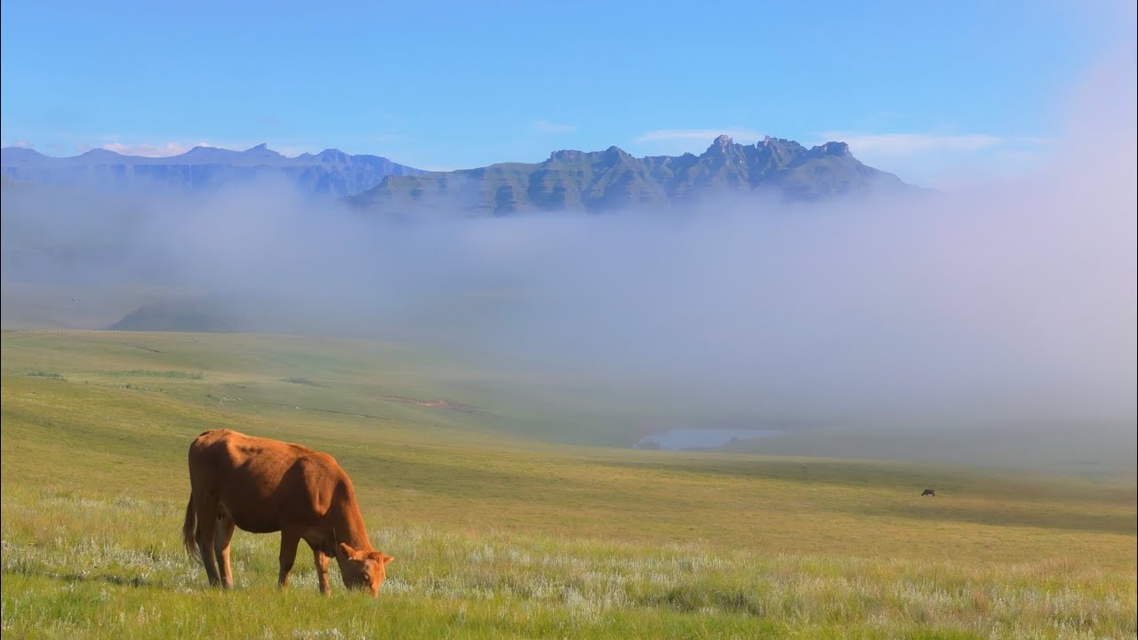 (FOR SALE) Bergview Farm | Underberg | KZN