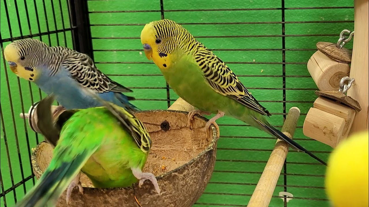 budgie sounds