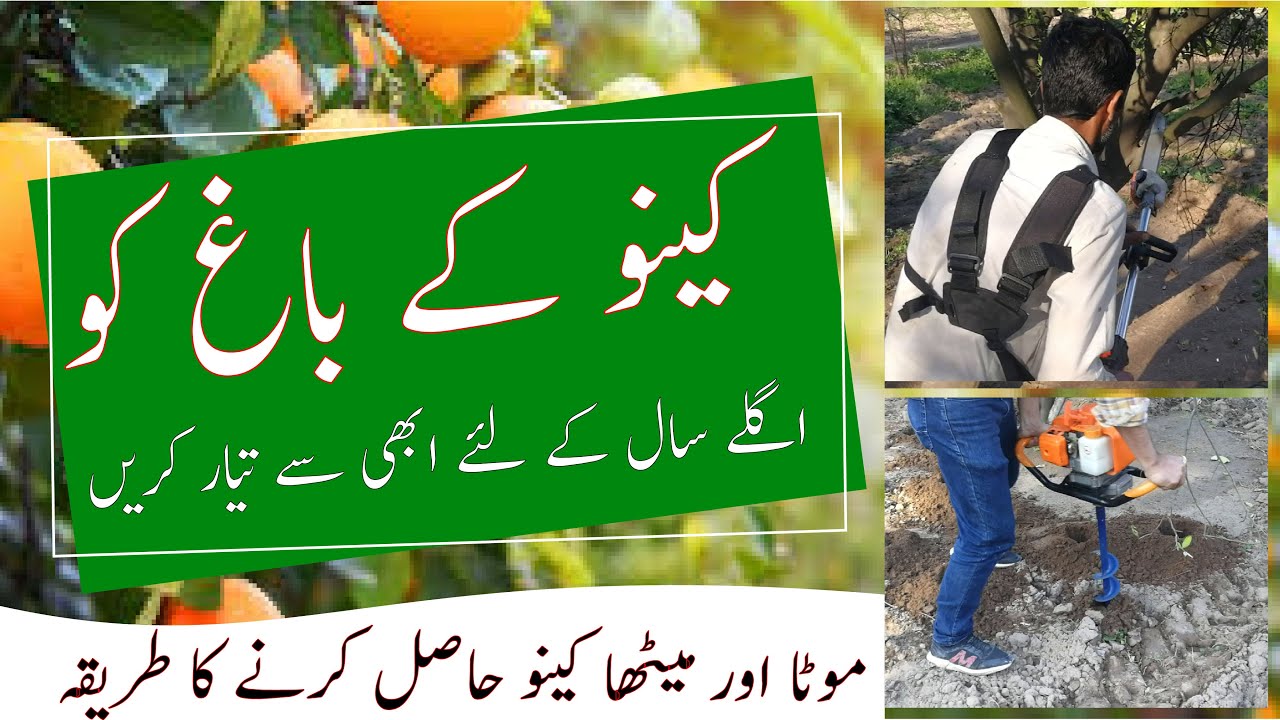 Citrus orchard pruning|Citrus fertilizer plan|How to Increase kino fruit size|Export quality citrus