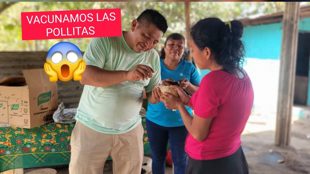 GOLLITO Esta En Serios problem4s/NO TENEMOS Donde Poner LAS POLLITAS PONEDORAS😱Asi Las VACUNAMOS 