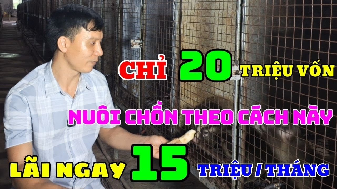 CHỈ VỚI SỐ VỐN 20 TRIỆU ĐỒNG BÀ CON NUÔI CHỒN THEO CÁCH NÀY CHO LÃI NGAY 15 TRIỆU MỖI THÁNG
