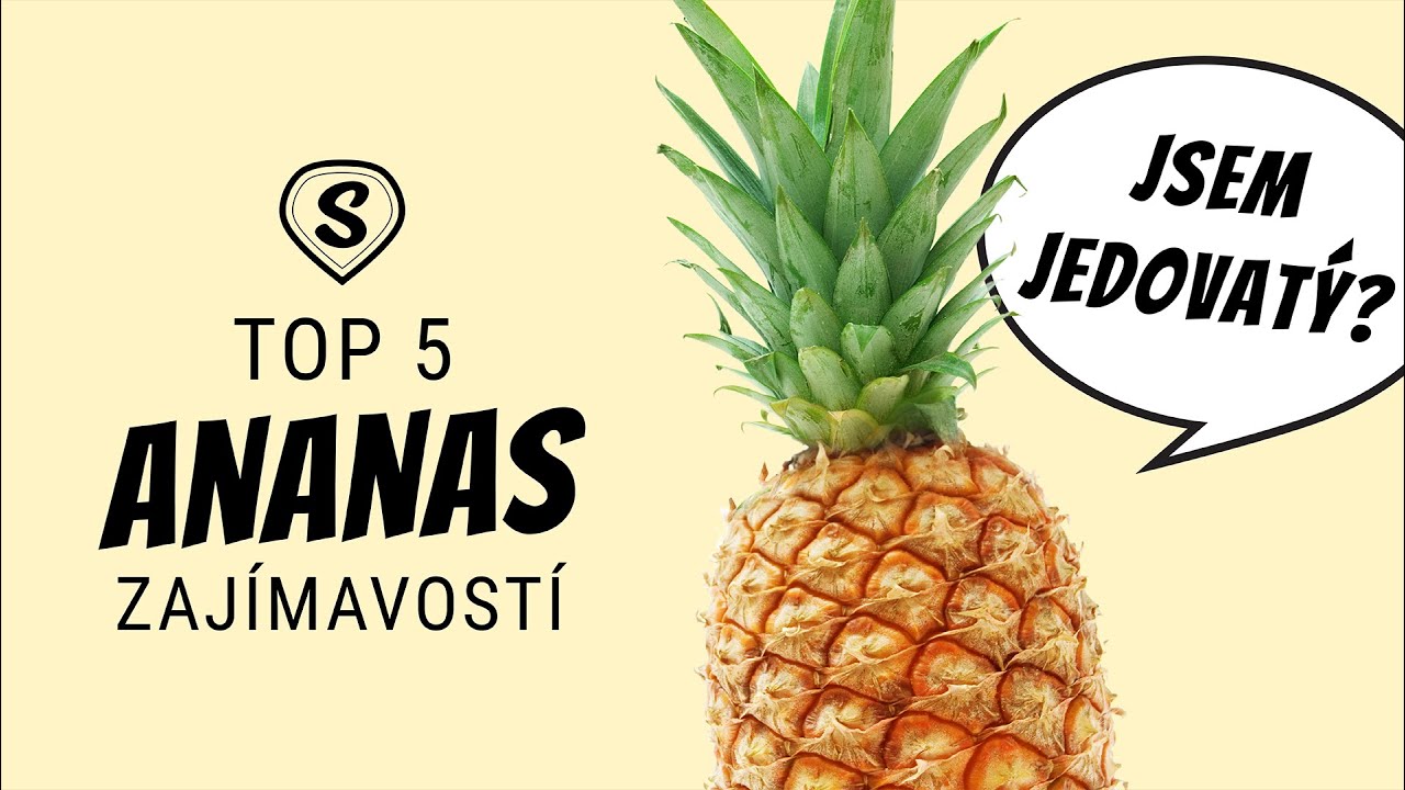 Ananas může být jedovatý? | TOP 5 Zajímavostí o Ananasu