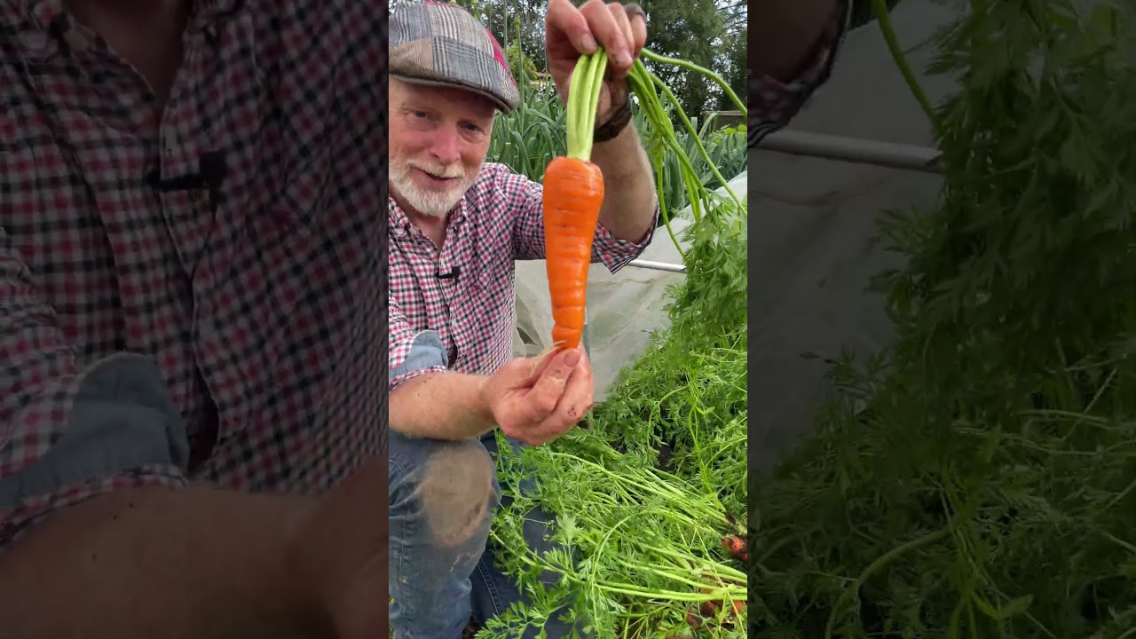 Sweet Carrots Grown Under Mesh &ndash; Rothild Variety Harvest #growyourownfood