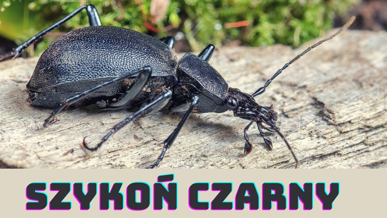 Preparacja małego owada z rzędu chrząszczy