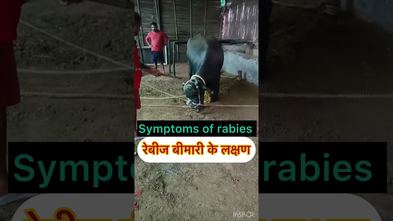 Symptoms of rabies l dr Umar khan