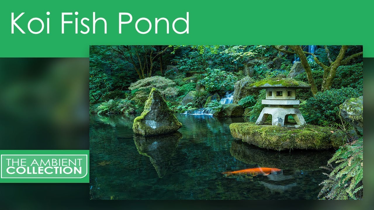 Relaxation DVD - Koi Fish Pond With Nature And Water Sounds