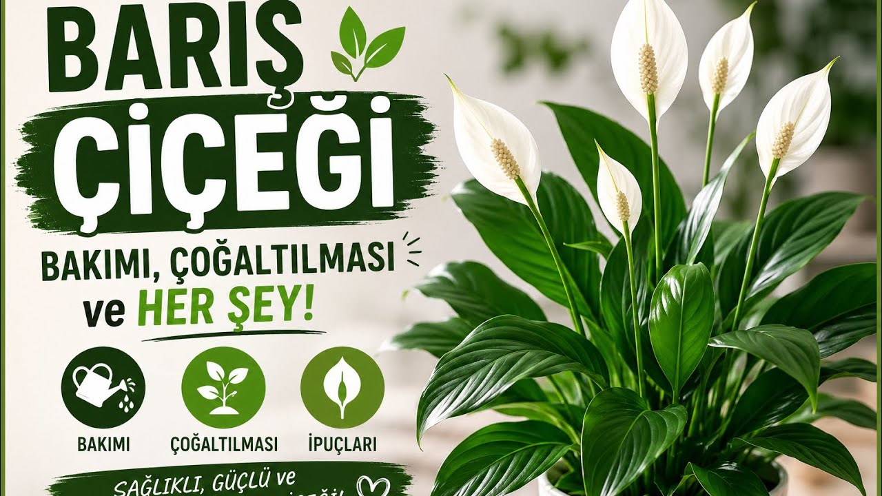Barış Çiçeği: Bakımı, Çoğaltılması ve Her Şey! #barışçiçeği #Sukulentbakımı