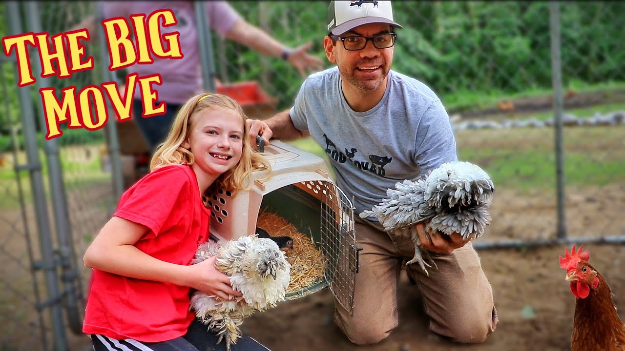 3 BIG Moves With Our Chickens!! (Raising Chickens)