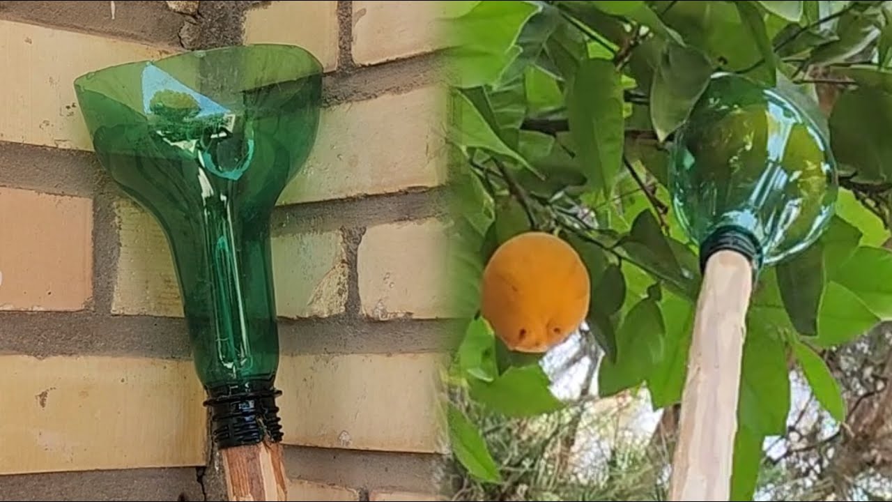 DIY Fruit Picker Tool from a Plastic Bottle 🍊 | Easy Orange & Bitter Orange Harvesting Hack!