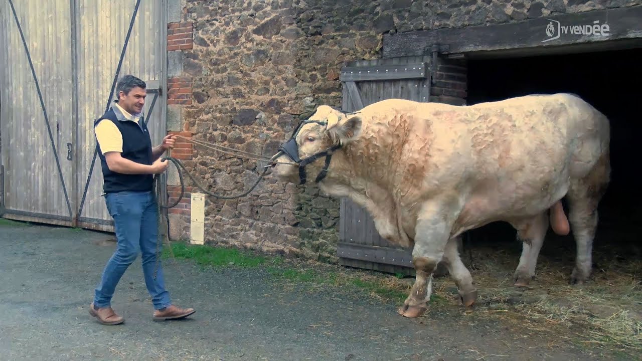 Privé de Salon de l'agriculture, cet éleveur se tourne vers les concours bovins en ligne