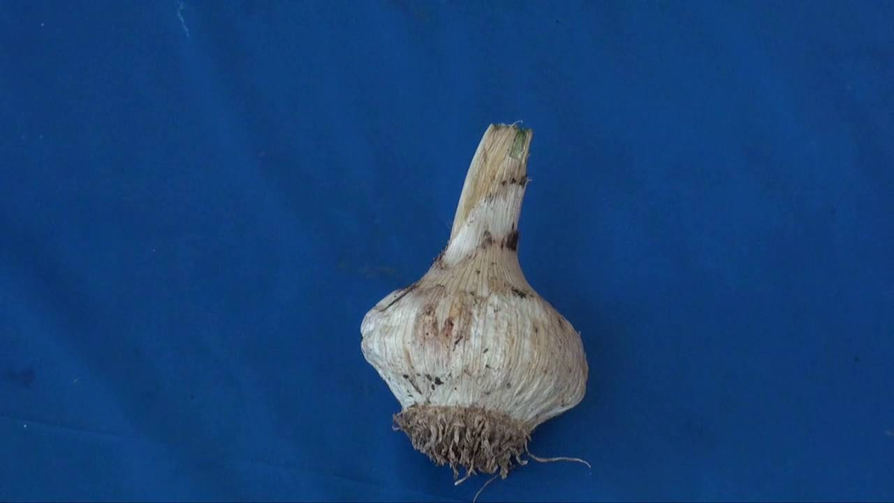 How To Grow and Harvest Elephant Garlic