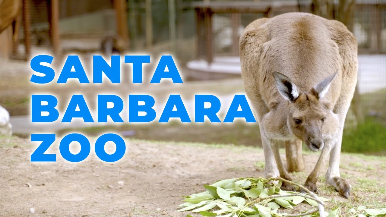 Up Close with Kangaroos at Santa Barbara Zoo!