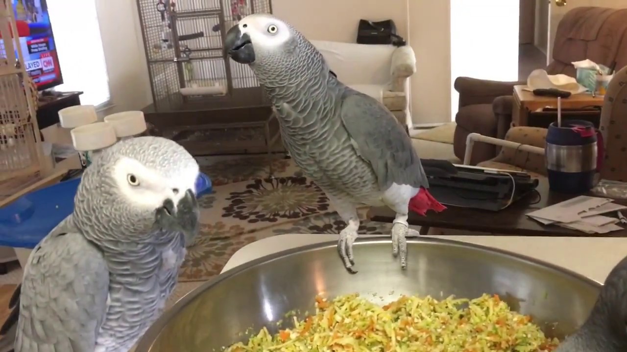 Preparing Vegetables Making Bird  Bread
