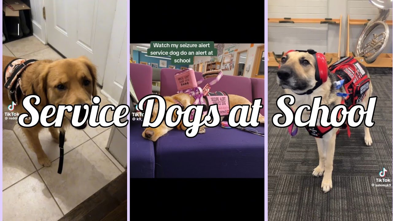 Service Dog at School TikToks | none are mine | credits to original owners