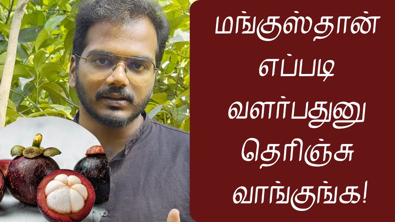 மங்குஸ்தான் பற்றிய உண்மை இதுதான் | Mangosteen