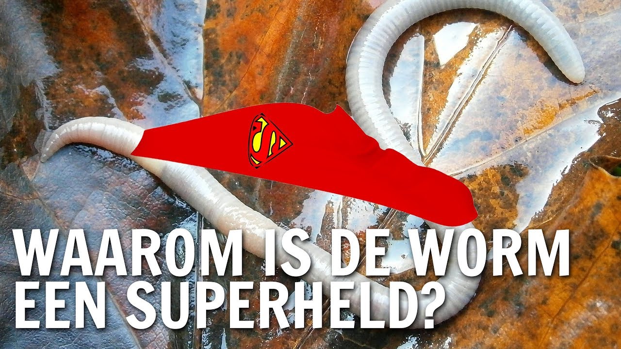 Waarom is de regenworm een superheld? | De Buitendienst over de Regenworm