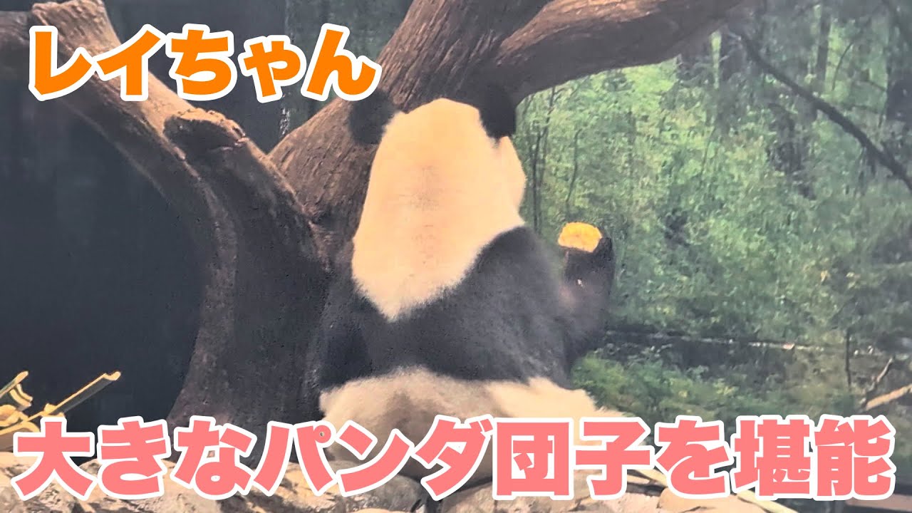 レイちゃん、大きなパンダ団子を堪能　プレイバック動画　2026.01.09【双子のジャイアントパンダ:レイレイ/シャオシャオ】