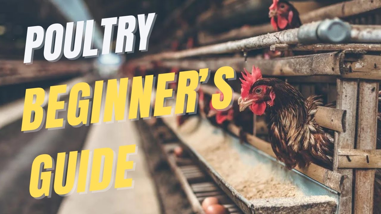 Полное руководство по птицеводству для начинающих — The FarmGuide Sn1 E2