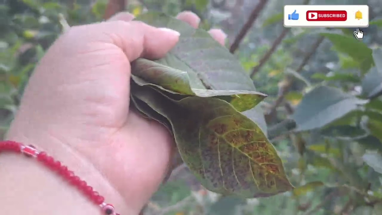 Aprendiendo a Sembrar Erizos (Chayote)👩‍🌾