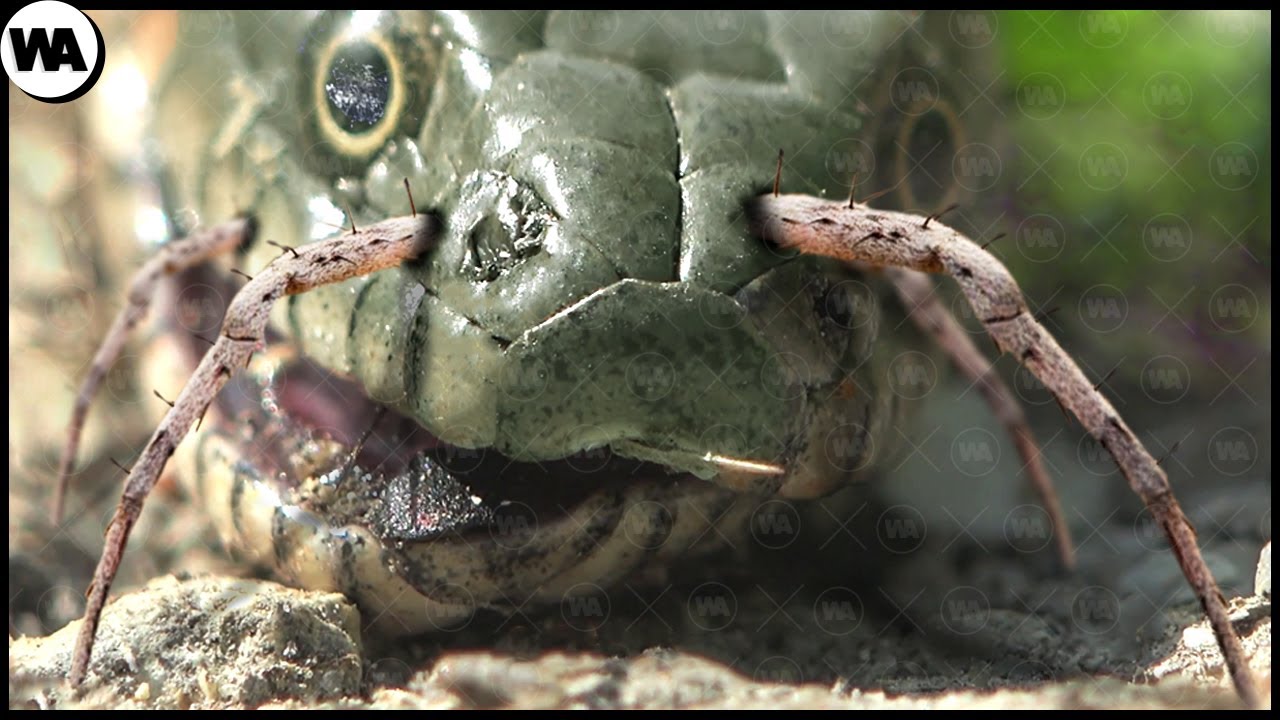 Les Chasseurs de Serpents les Plus Fous. Même le Titanoboa Avait Peur d'Eux