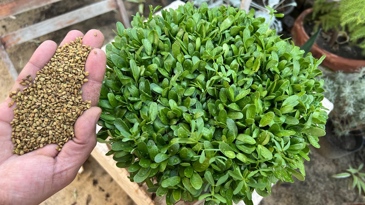 بذور تنبت من تاني يوم 🌿موجودة في كل بيت 😋 جربو  وازرعوها وتناولوها خضرا منبتة ☘️👌💪